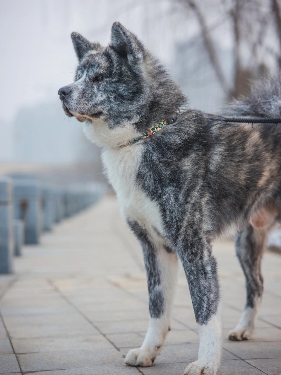 国内唯一一只日本进口公霜降虎斑秋田犬
