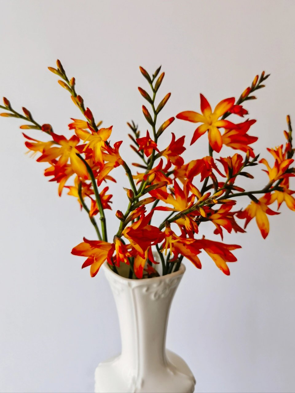 火焰兰:像秋天的花花(含养护) 火焰兰不愧和它的