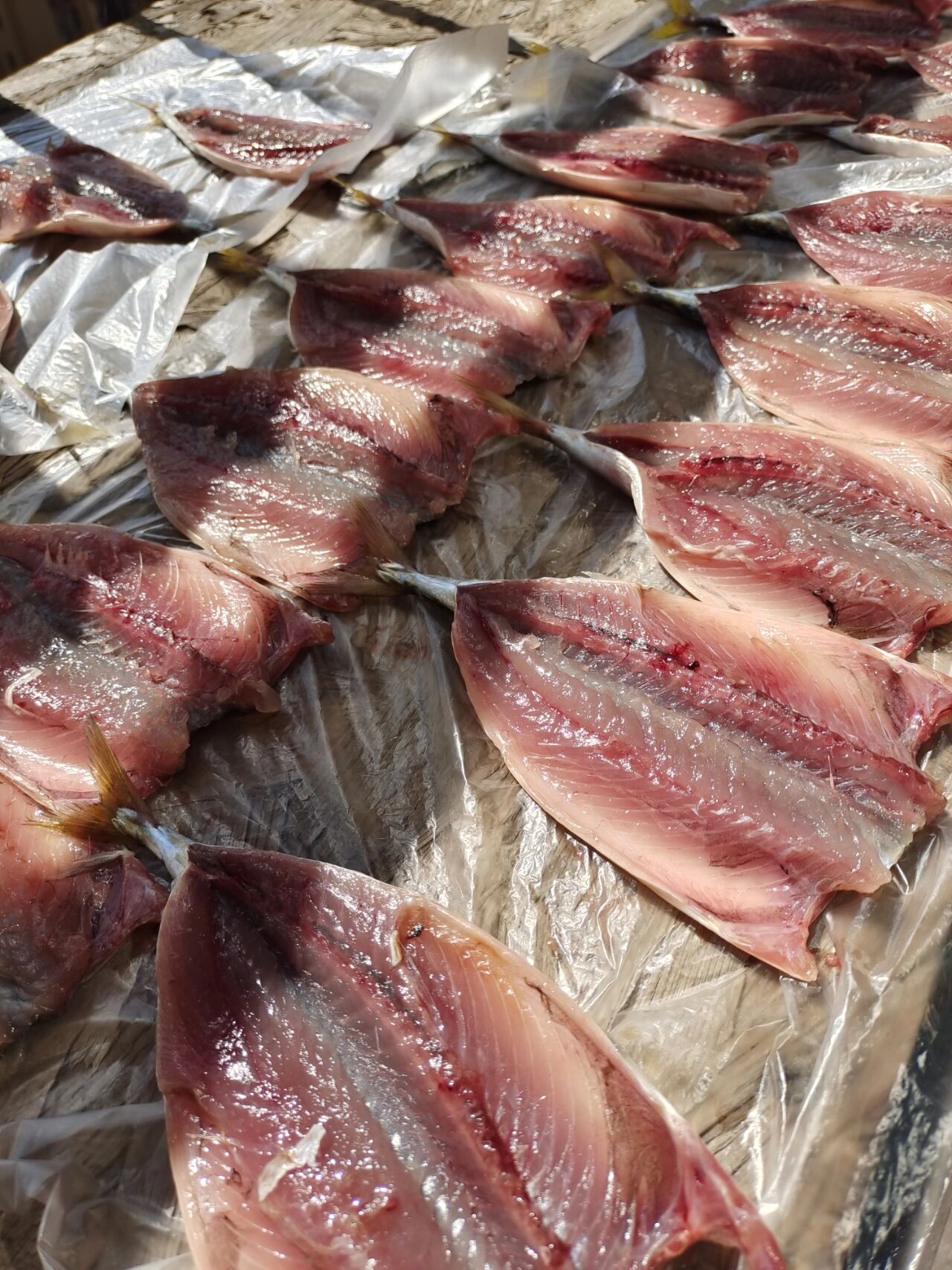 花鲅鱼自由啦,自己钓的鱼怎么吃都香 起早去海边钓鲅鱼,一直不上鱼