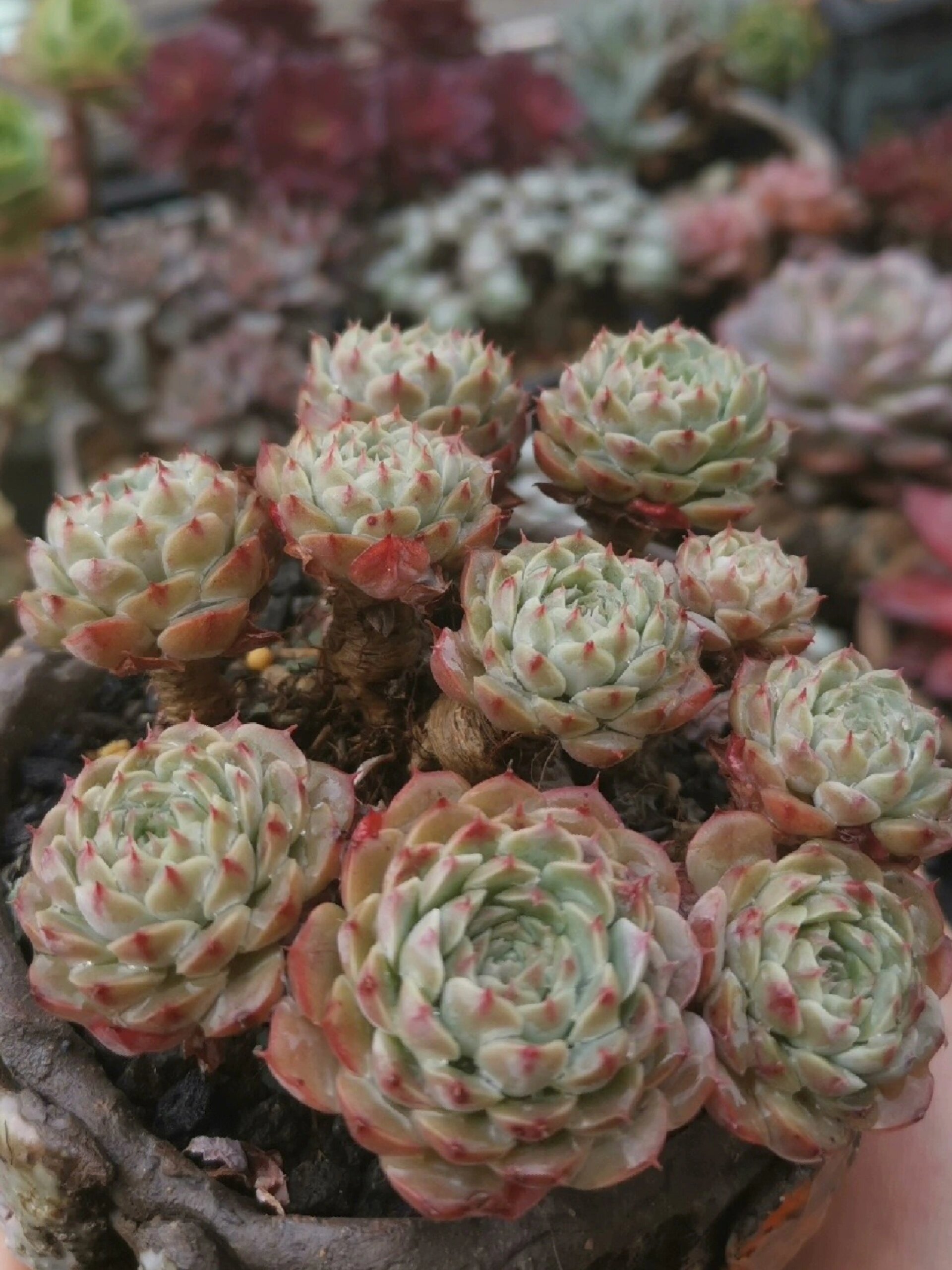 白纸风车多肉,这个品种你还记得吗 几年前的一款老品种,当时代购回来
