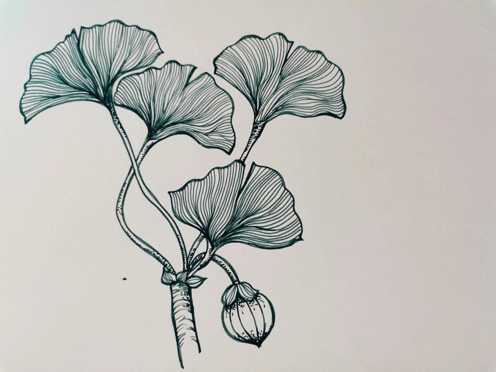 手绘叶子——银杏(附上步骤图)