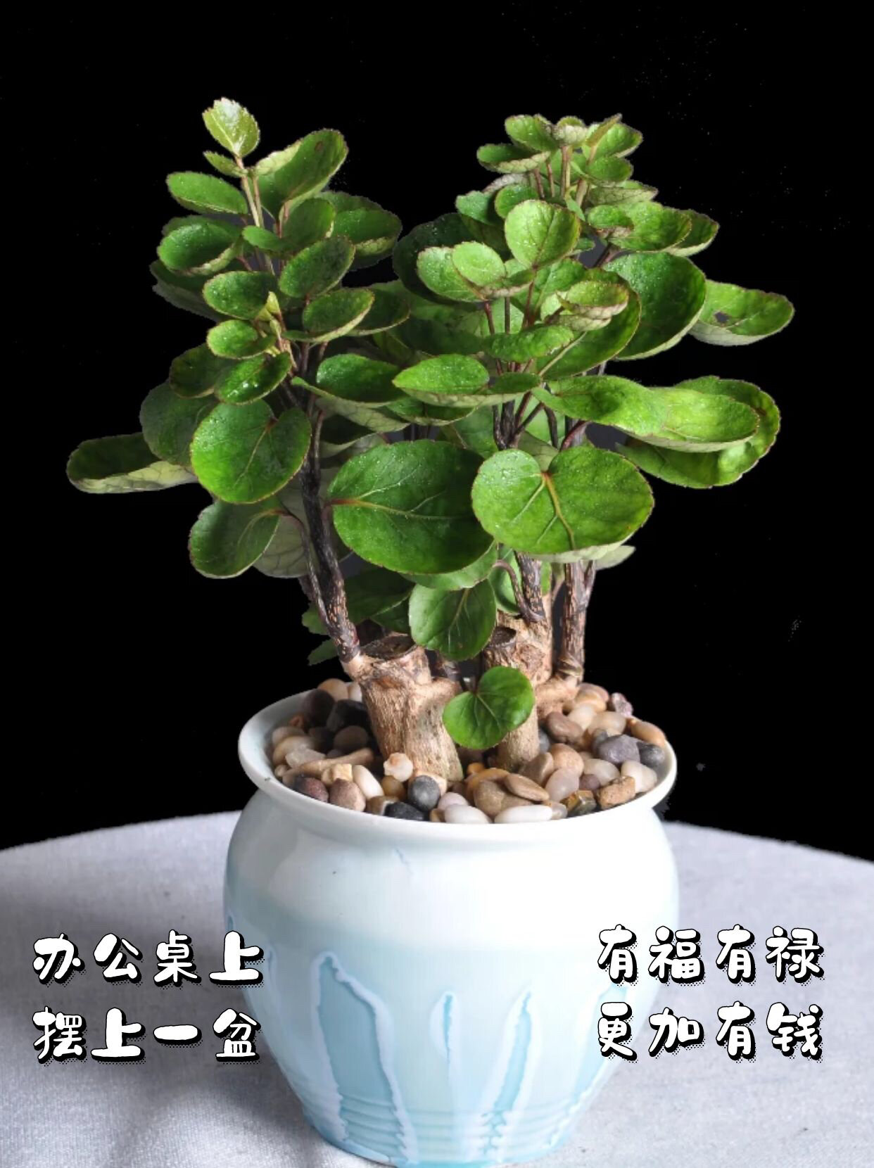 每天一个00养护知识|7815金钱兜78day 3156631566