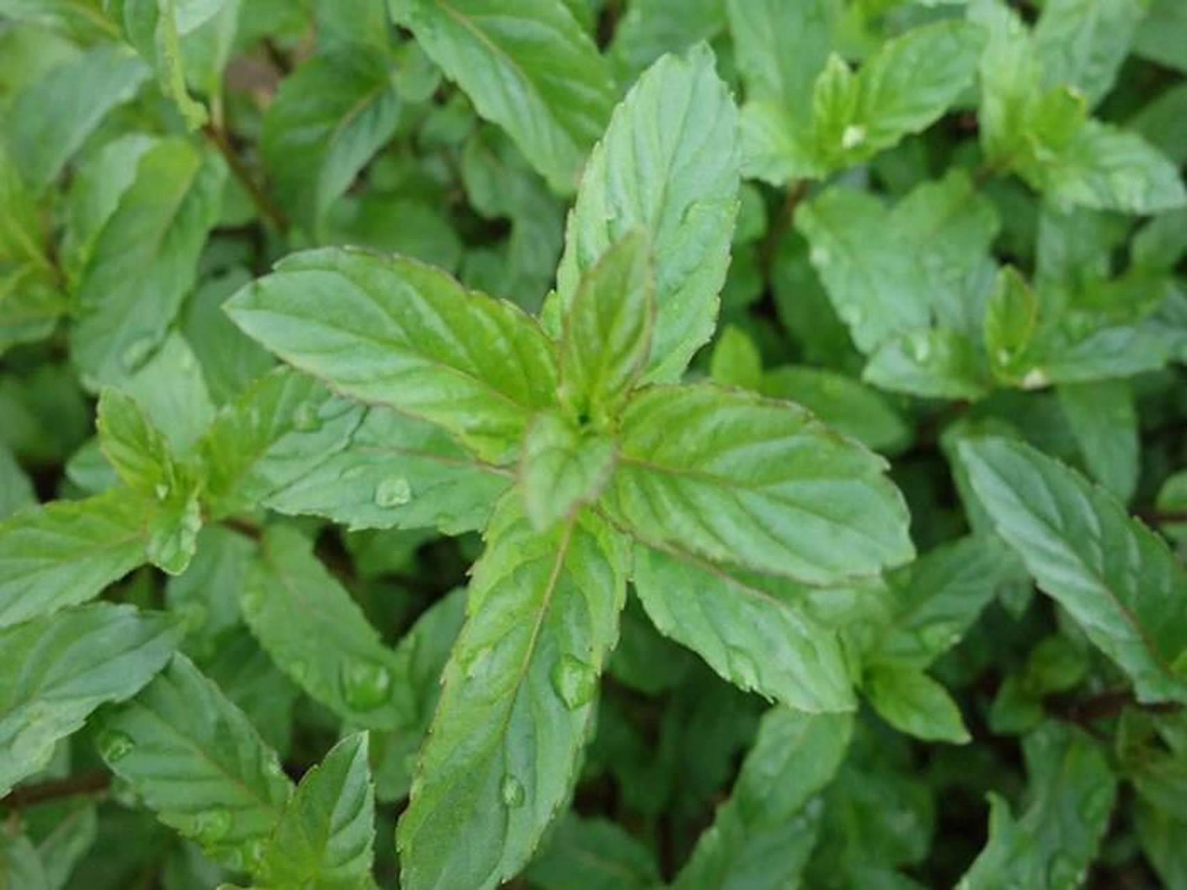 十香菜 大蒜捣成泥 2.