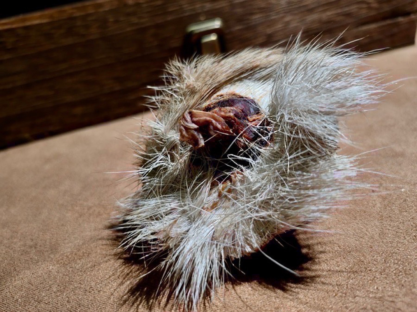 麝香 名贵中药材香包 克重:45g左右 麝香是一种中药材,用途很广泛的