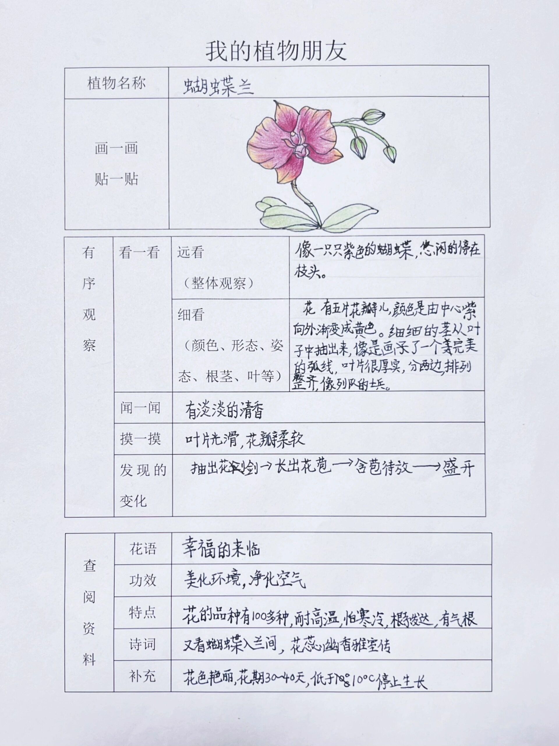 三年级下"我的植物朋友—蝴蝶兰植物卡片