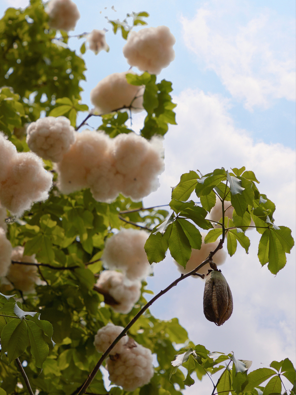 广州市花 | 长在树上的一朵朵棉花糖9617 木棉花,广州的市花,一年