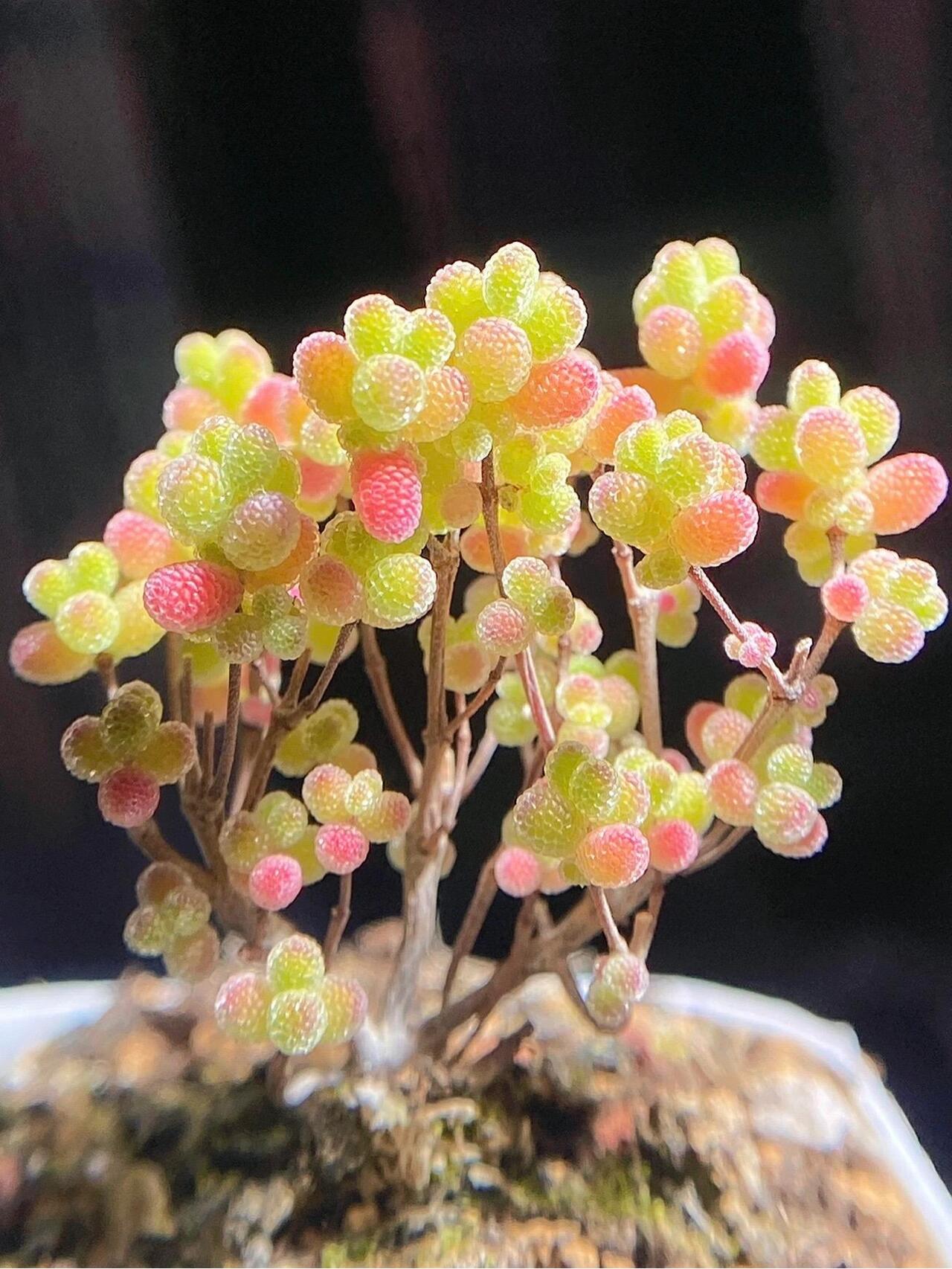 96每天认识一种多肉92糖球