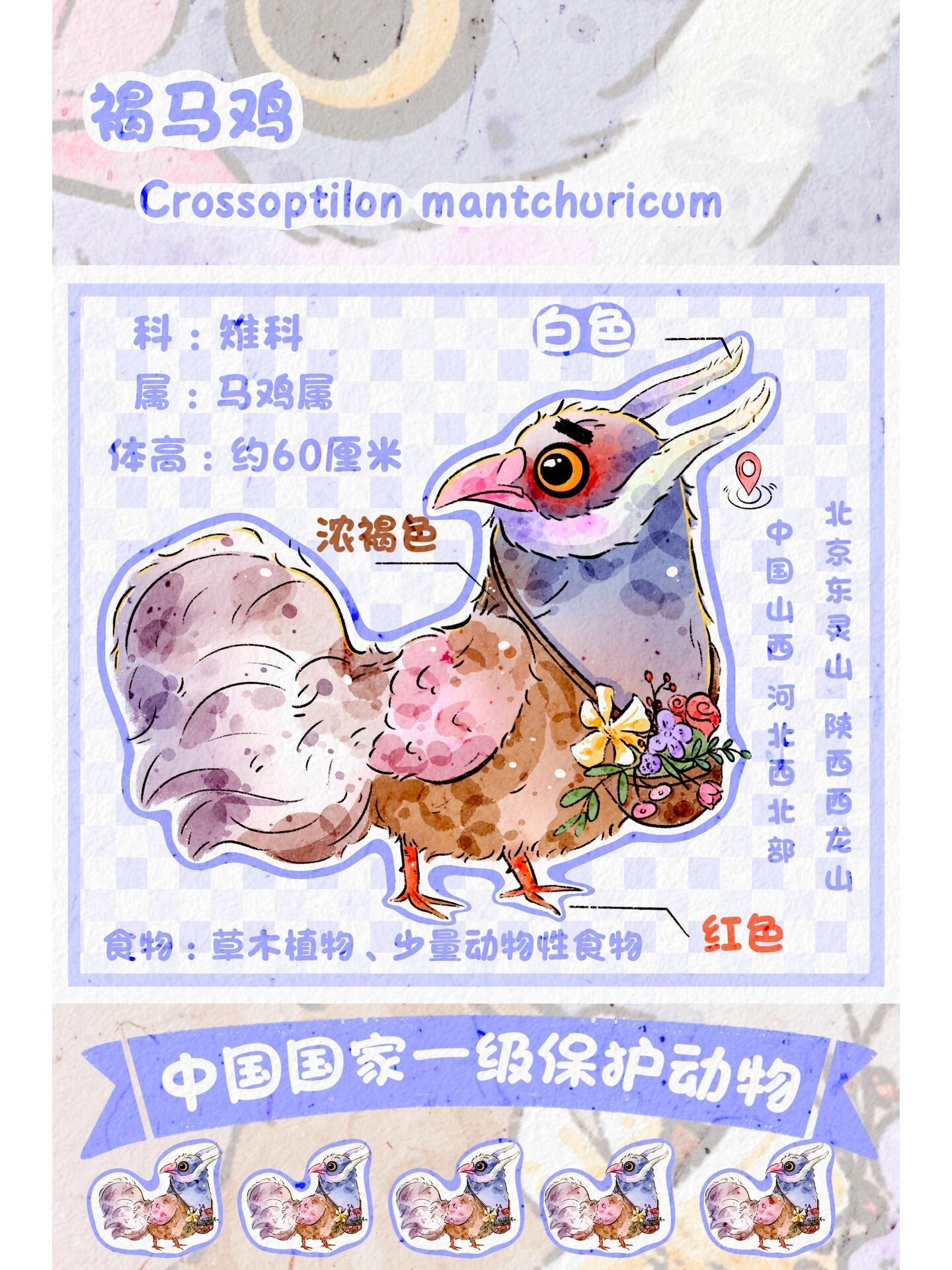 每日一画画|绘画科普之褐马鸡 99中文名:褐马鸡 	 99学名:cross