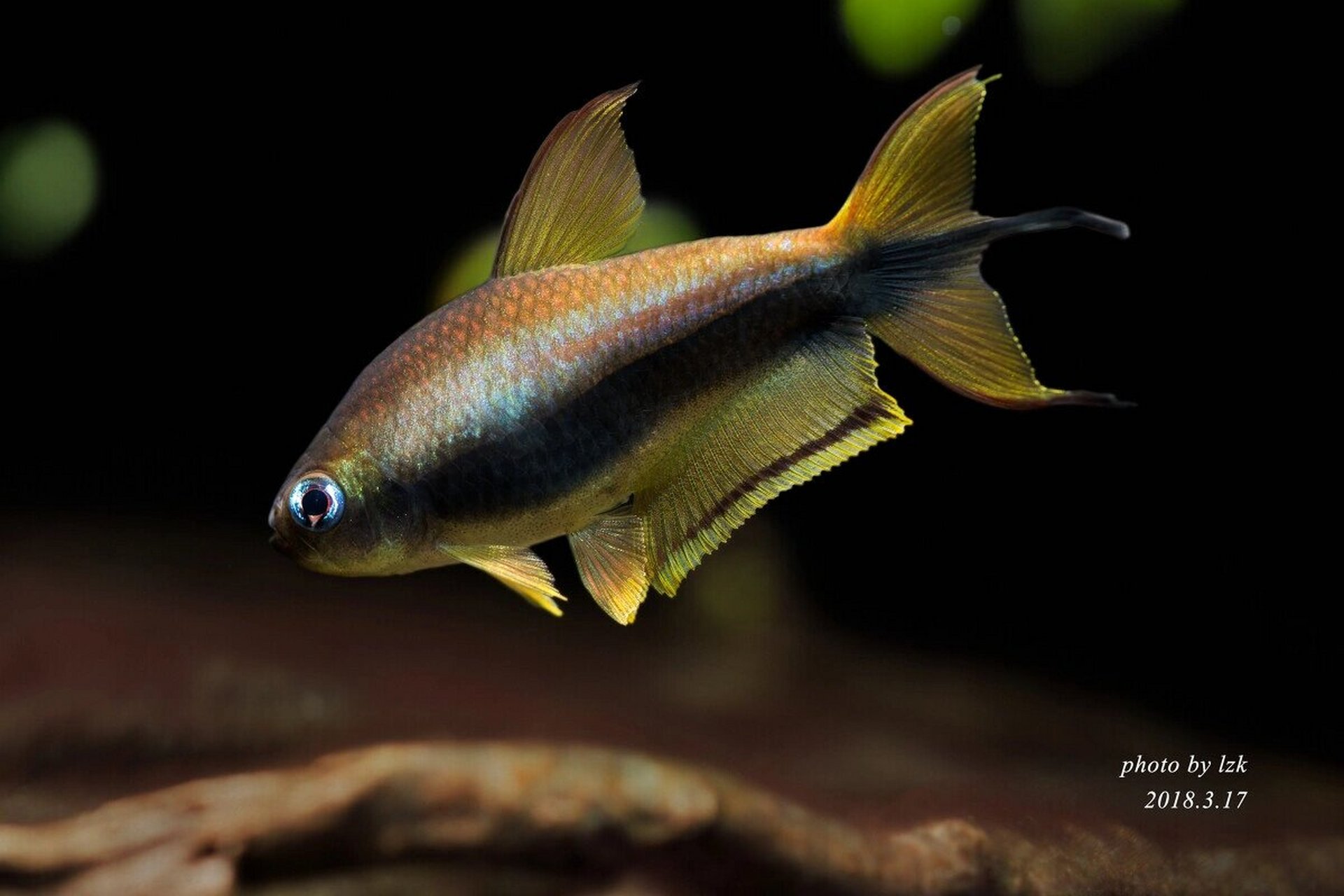 每日一更,帝王灯鱼 帝王灯鱼,学名巴氏丝尾脂鲤(nematobrycon palmeri