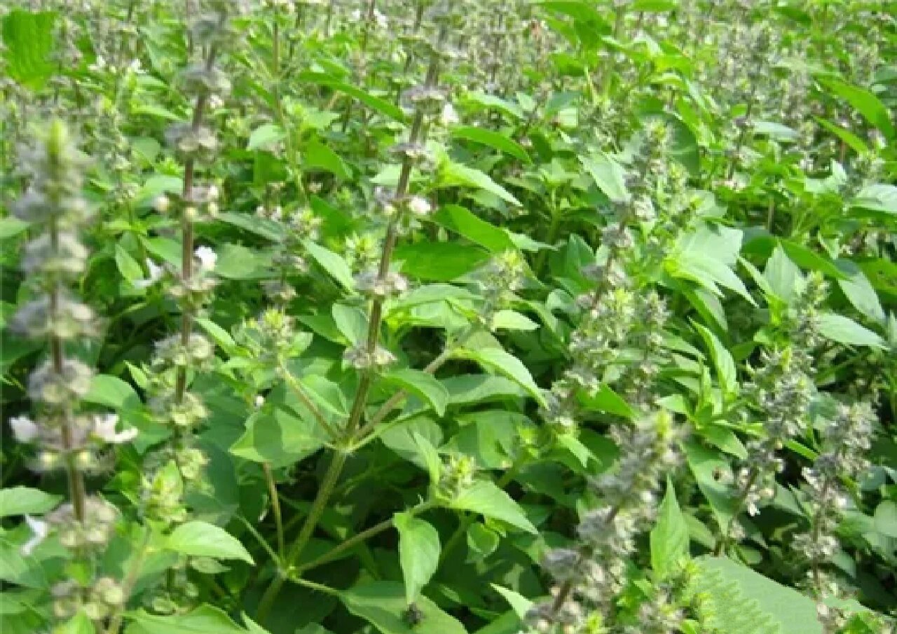 6,荆芥 荆芥  中药材 别名: 假苏,四棱杆蒿,香荆芥 英文名
