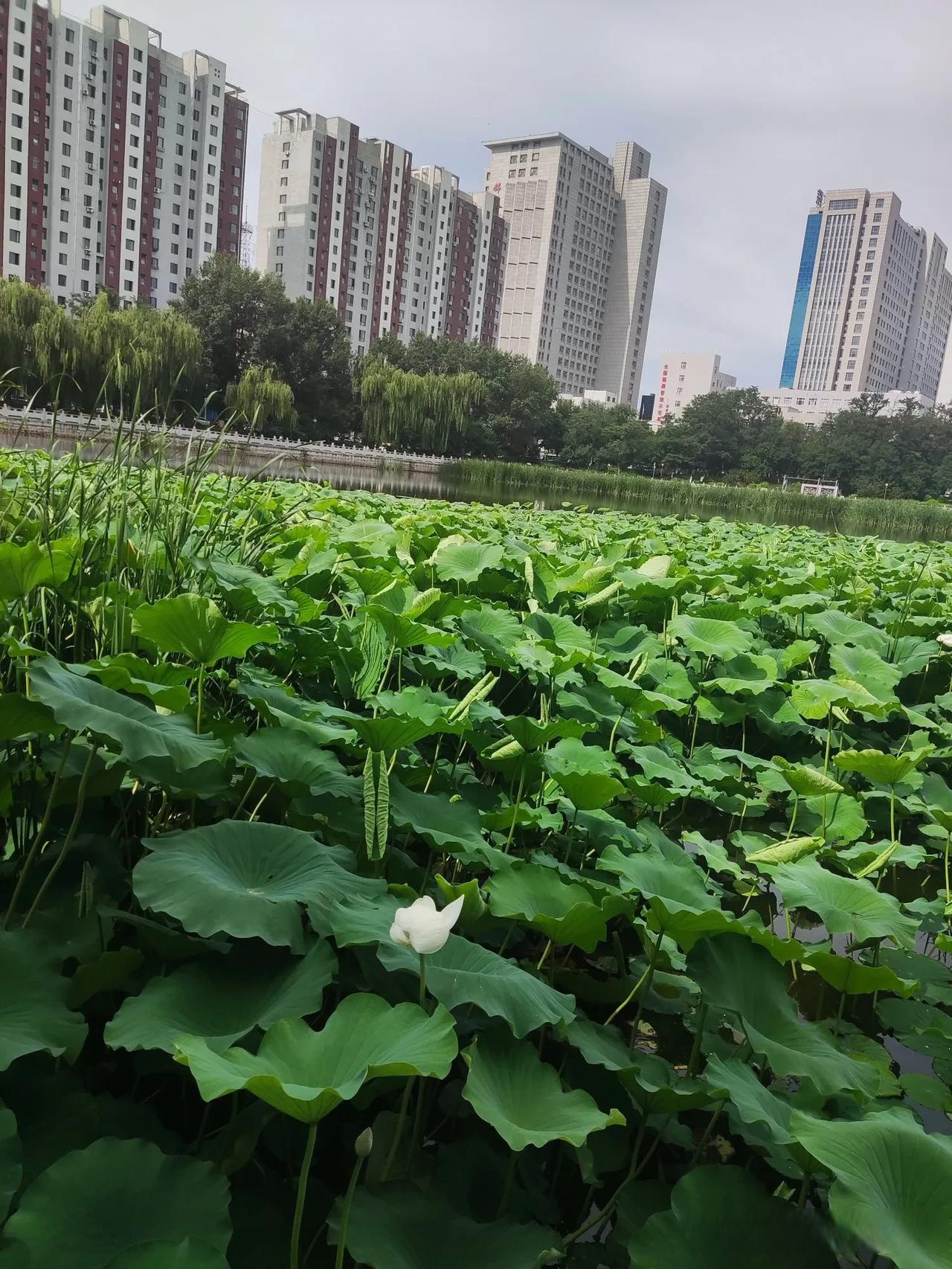 分享晨跑感想大汗淋漓心情舒畅完成了一个人的挣扎