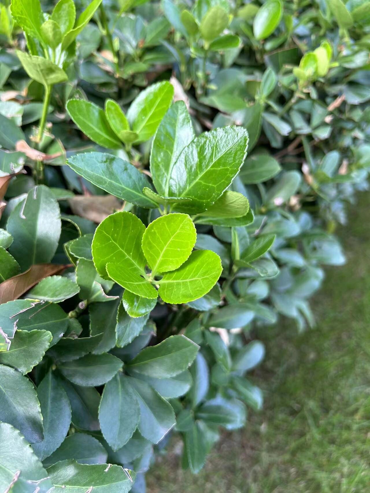 每日分享一种园林景观植物十