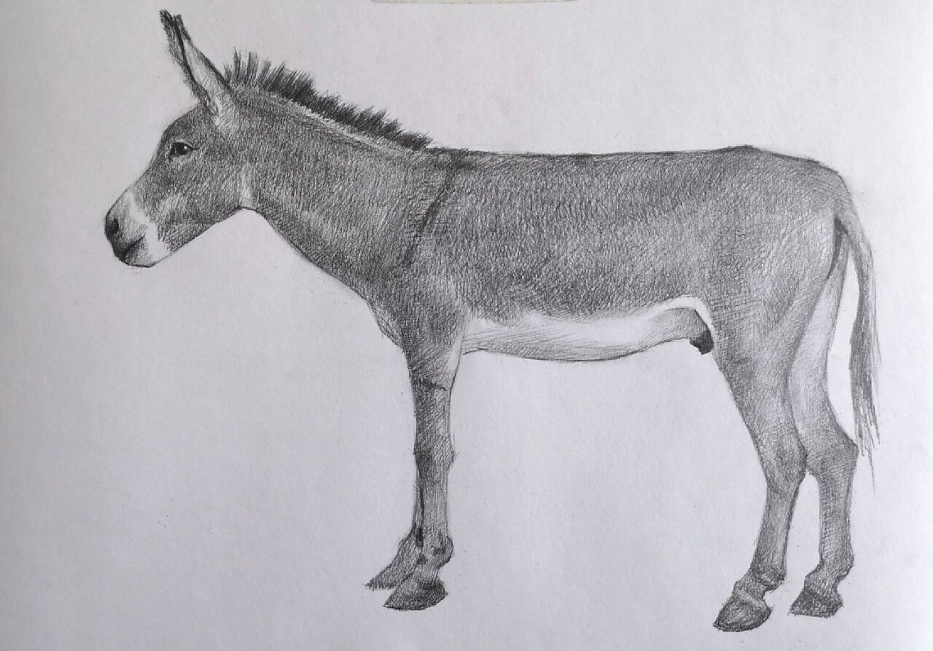 画一毛驴 一头灰驴, 素描不一定要画的很黑,素描一定要画黑是个误区.