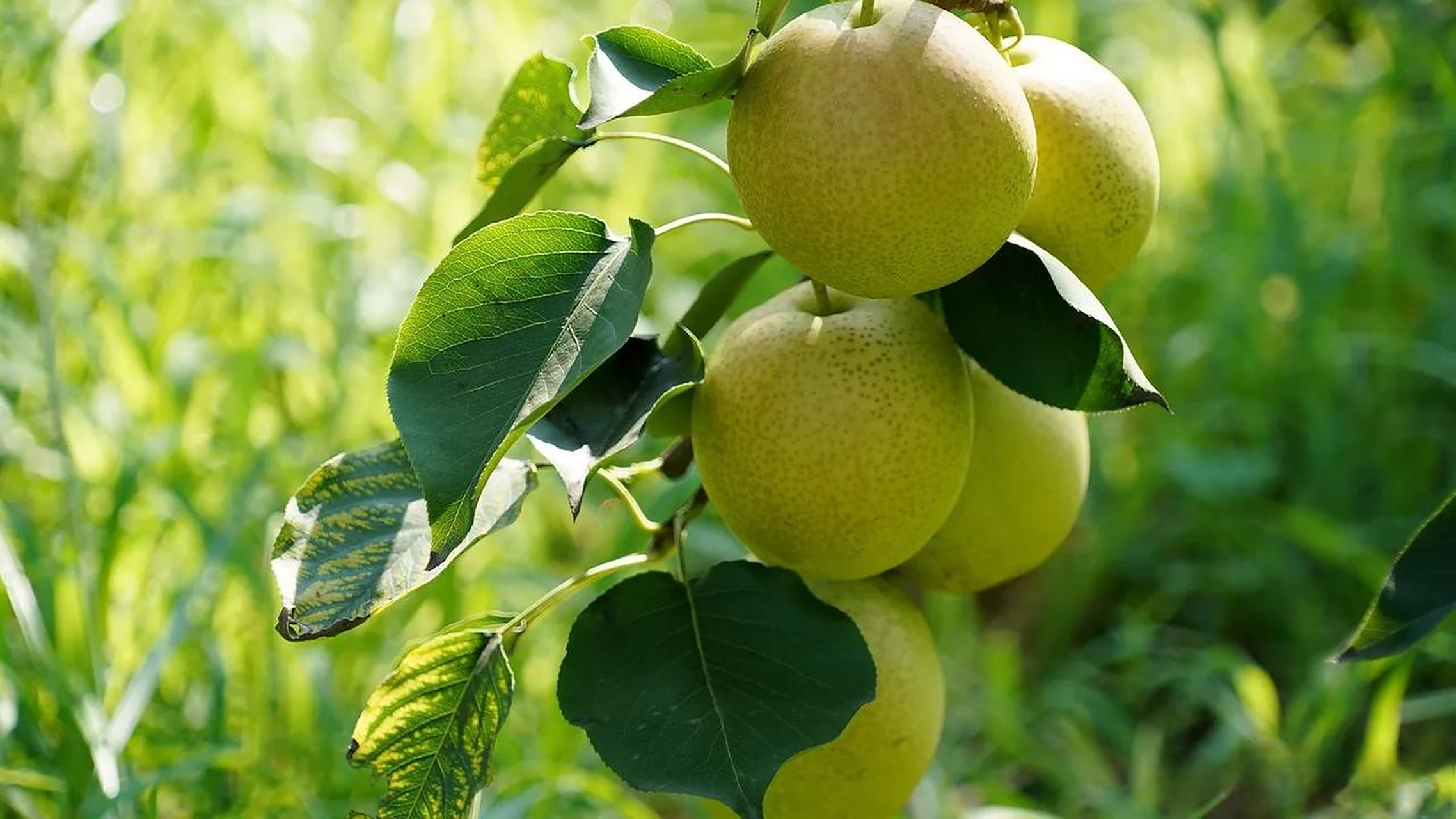 山西临猗县,嵋阳村,百亩红酥蜜梨成熟.运城头