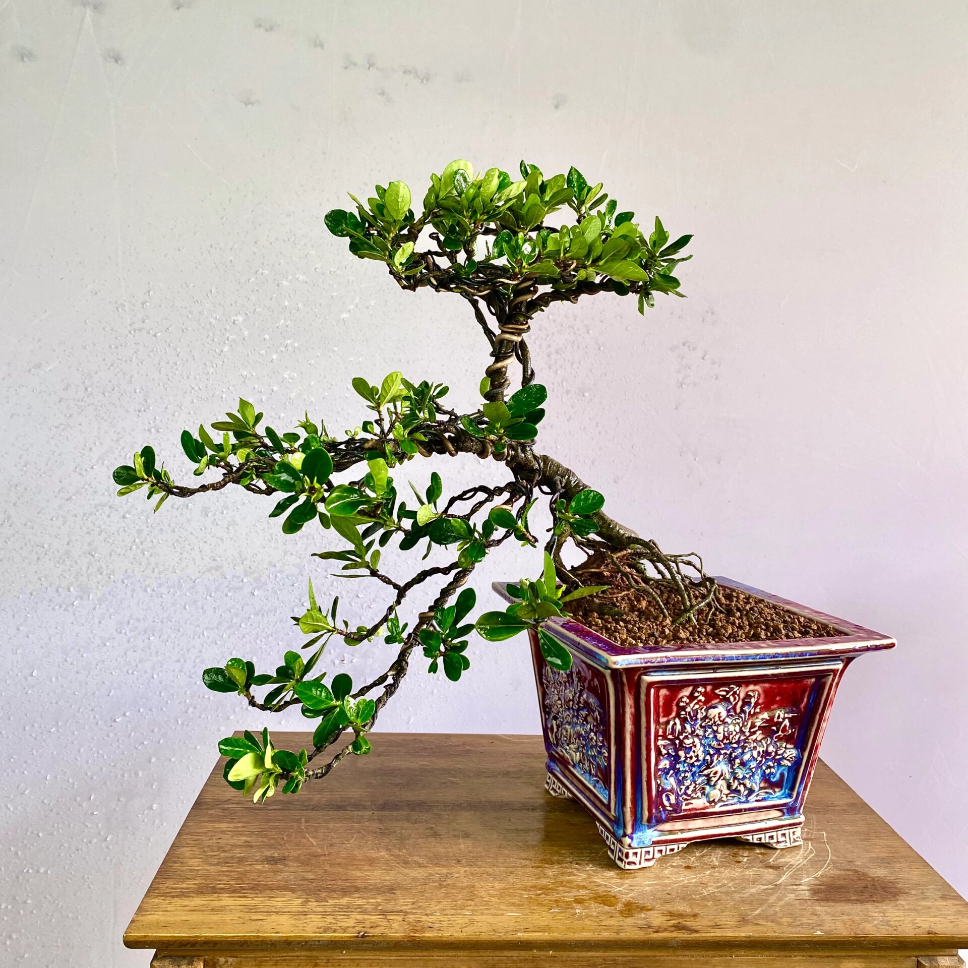 日本达摩清誉喜黛玉栀子花提根造型盆景 栀子花绽放的时候 带来一股