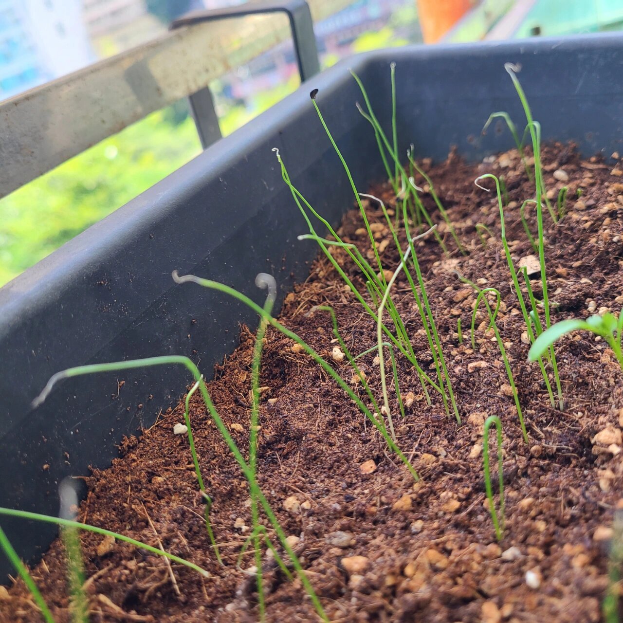 成功了吧,已经长出了白白的根系~ 草莓缓苗第一步选对健康的苗很重要