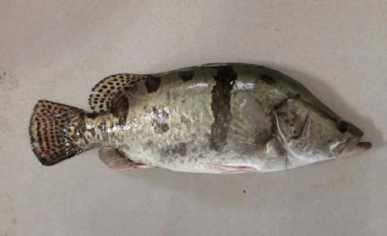 黑龙江冷水鱼有多鲜?让你见识一下三花