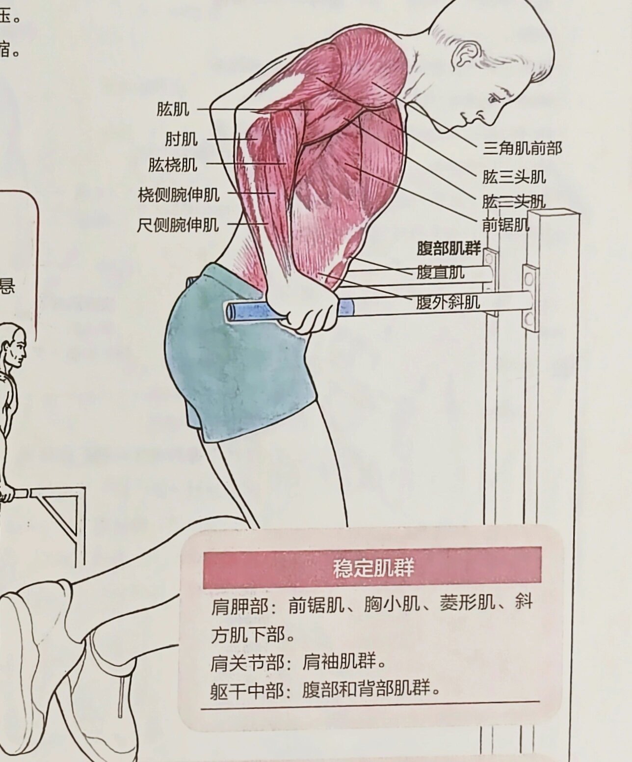 胸部训练之双杠臂屈伸 动作说明 身体下降至胸部肌肉稍有拉伸感.