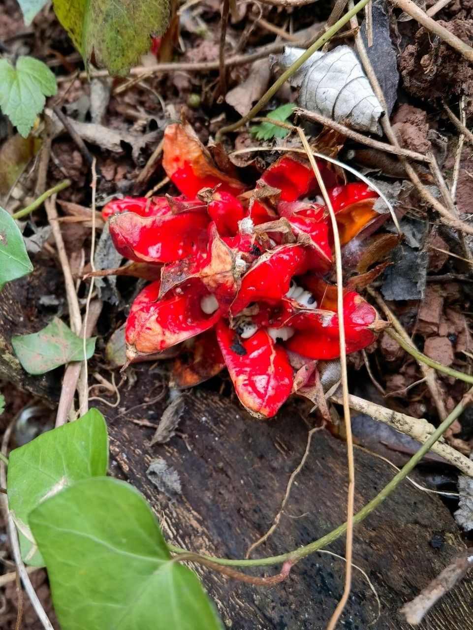 阳荷姜开花图片