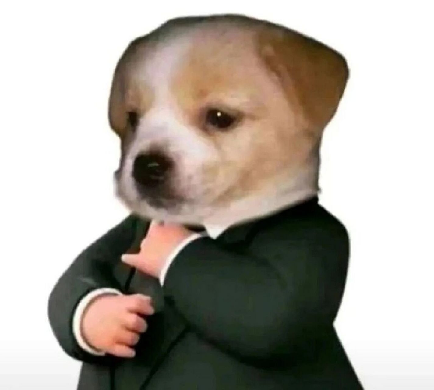 狗狗律师事务所头像表情包        狗狗律师事务所头像 表情包