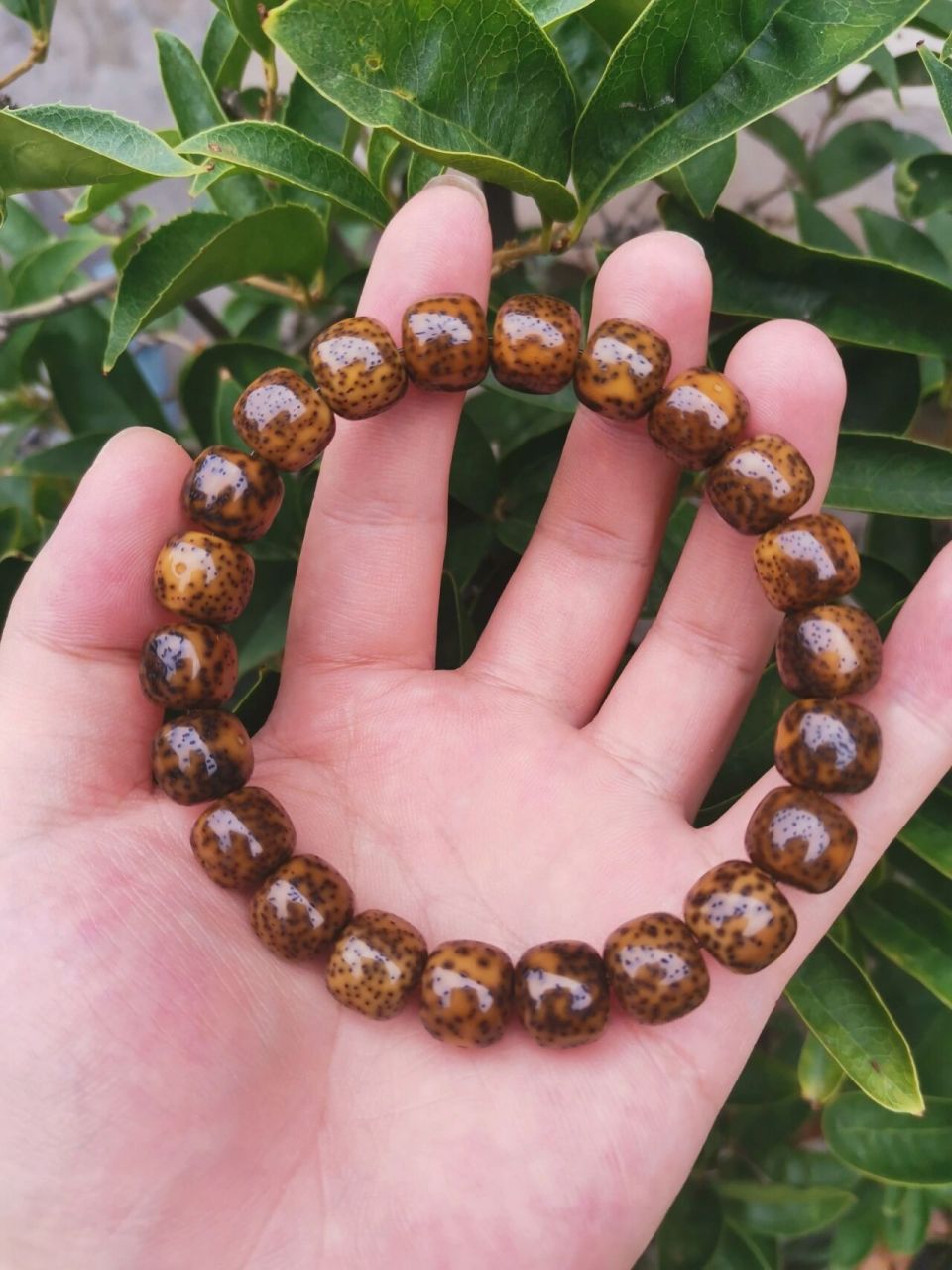 帝王绿星月菩提一年效果,走色正常吗?