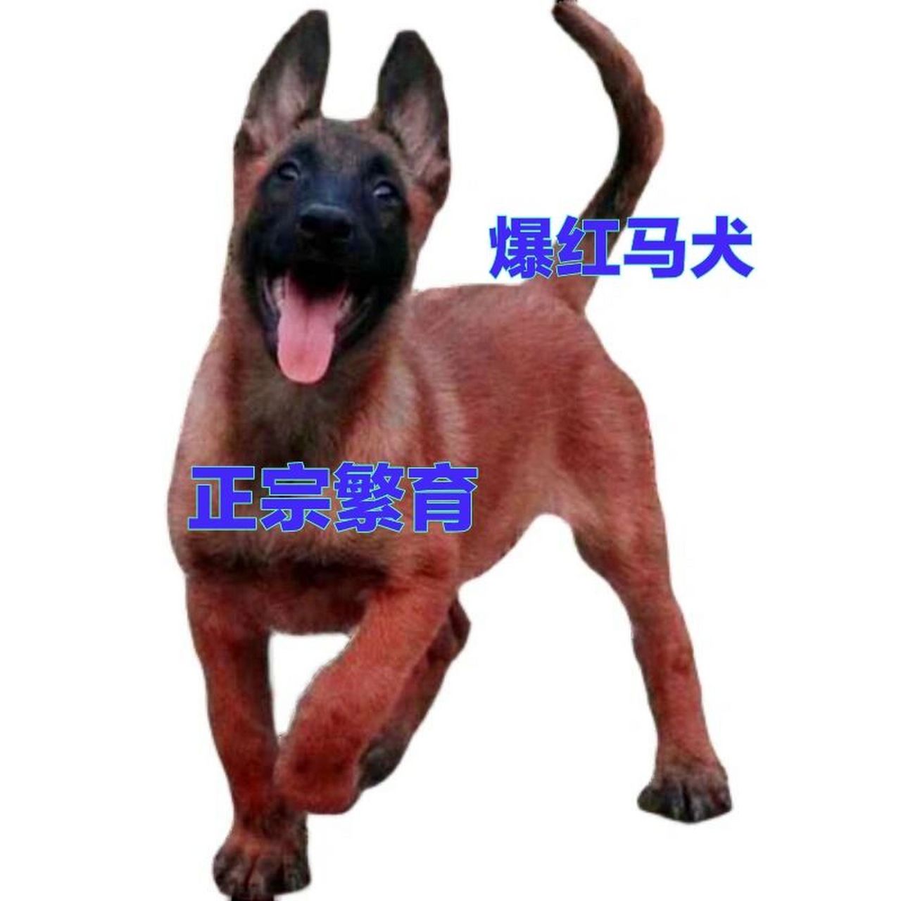 马犬多少钱售价图片