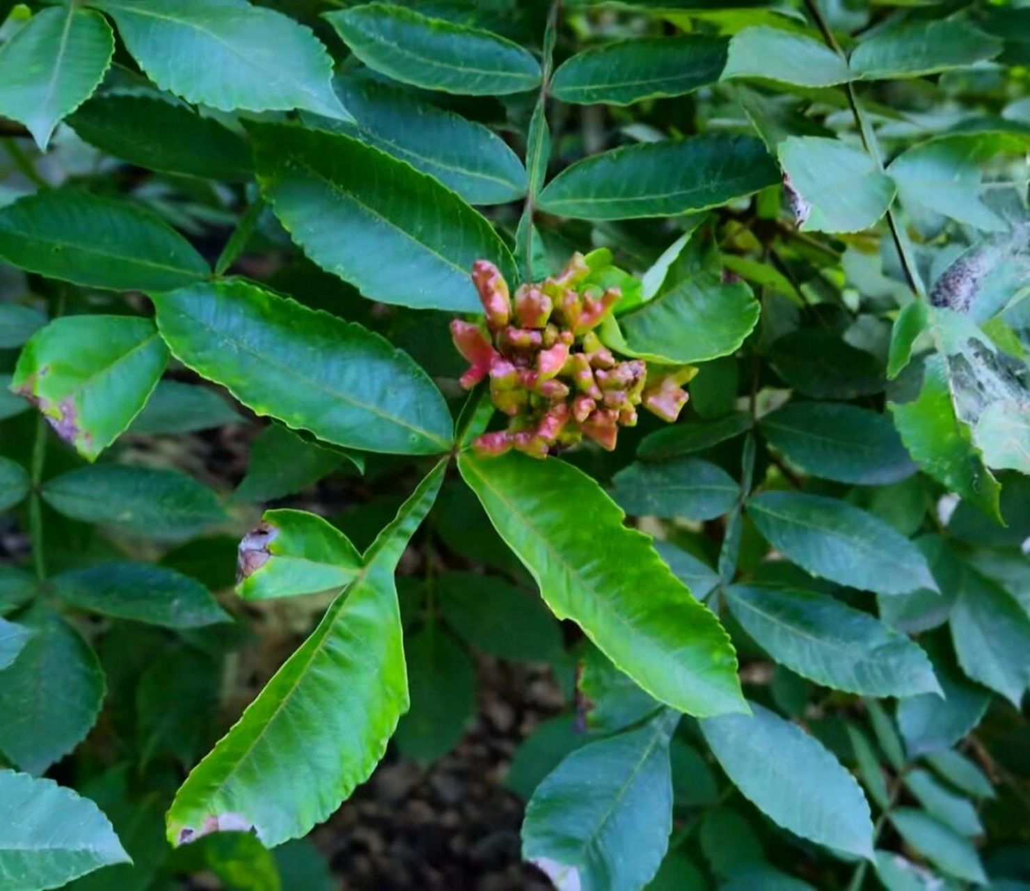 五倍子 wǔ bèi zǐ(别名:五倍) 《雷公炮制药性解》李中梓 味苦,酸