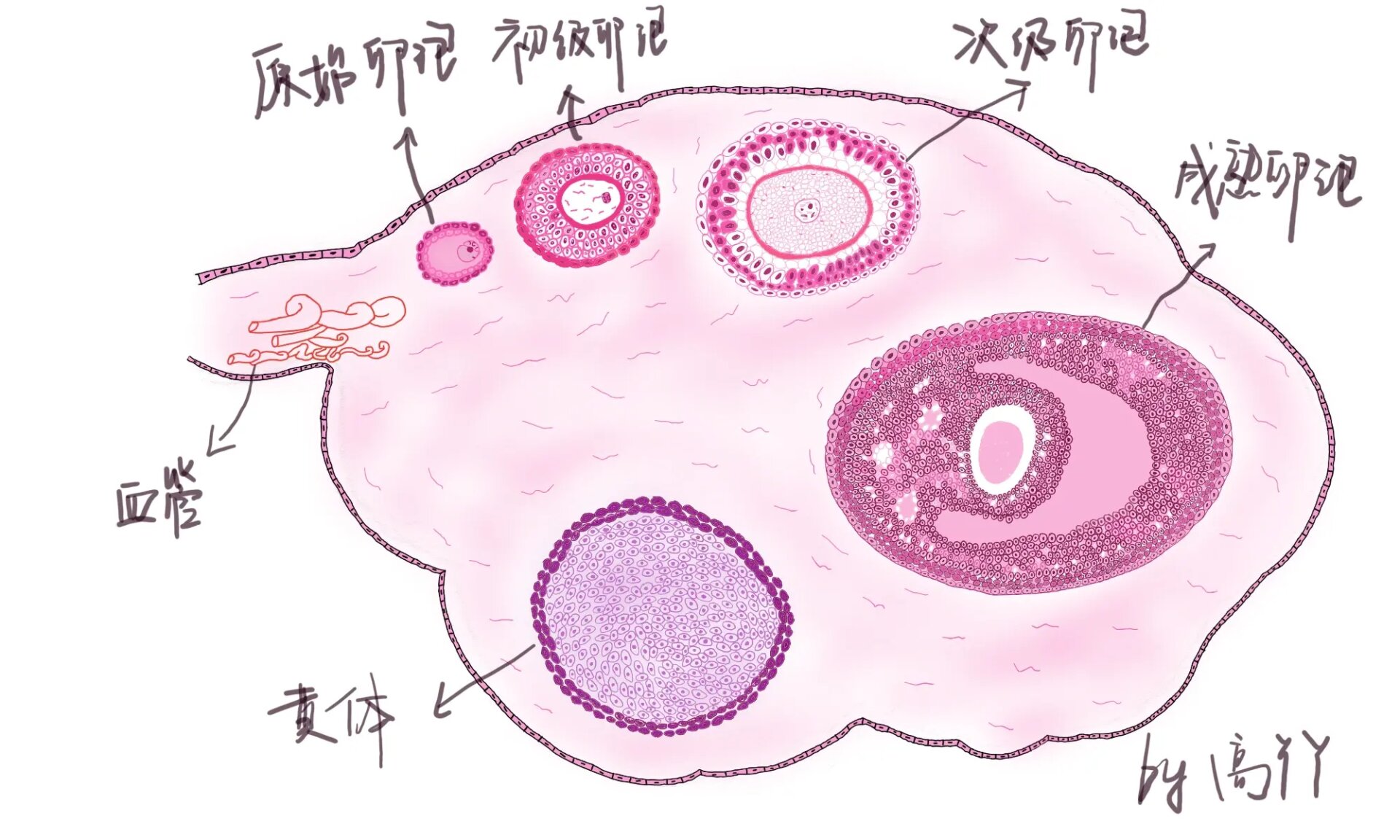 卵巢切片手绘 产科作业完成2/n,大概画了几千个细胞,耗时好久98