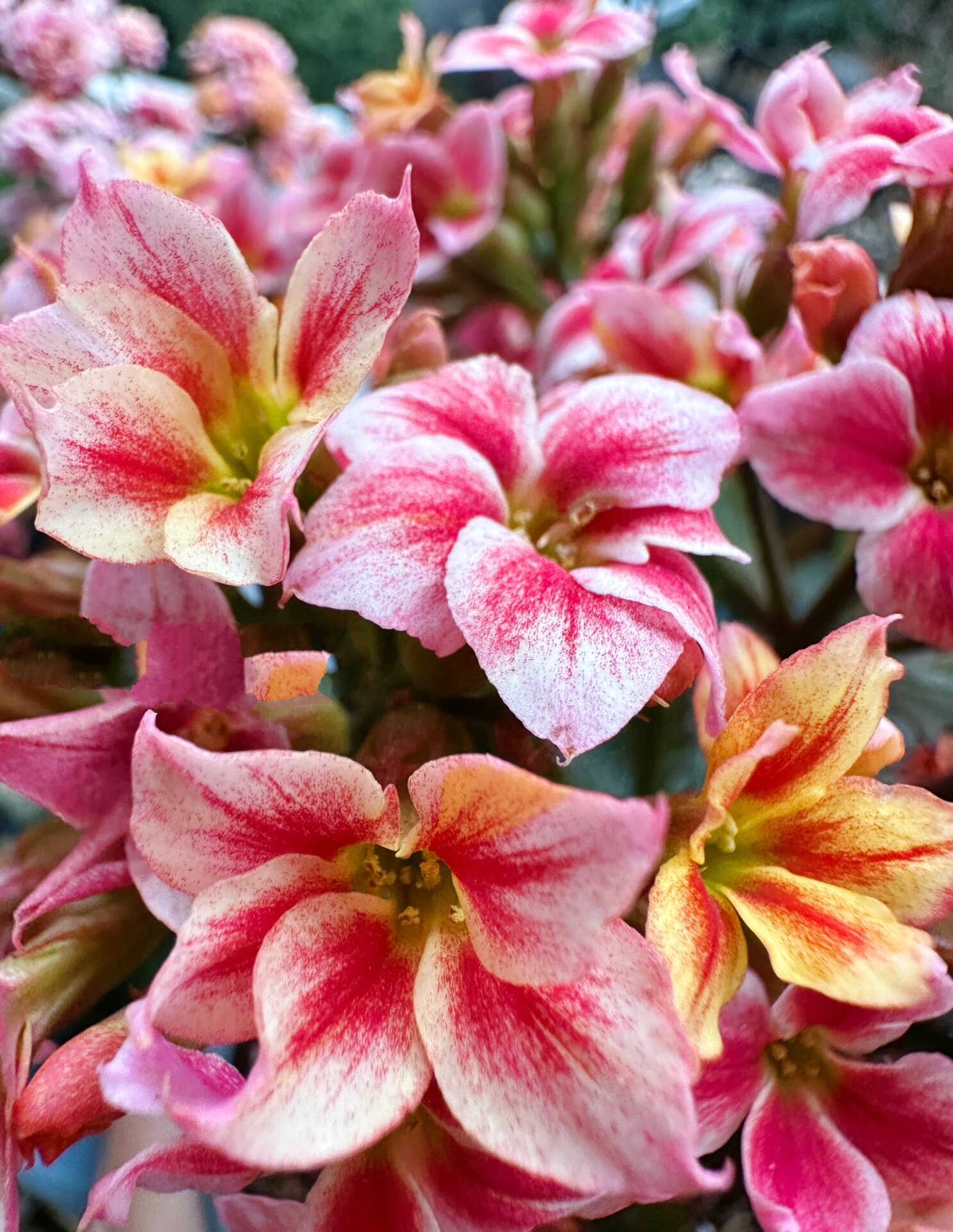 长寿花 单瓣 丹霞 哈哈哈最近买了很多长寿花单瓣的,颜色傻傻分不清