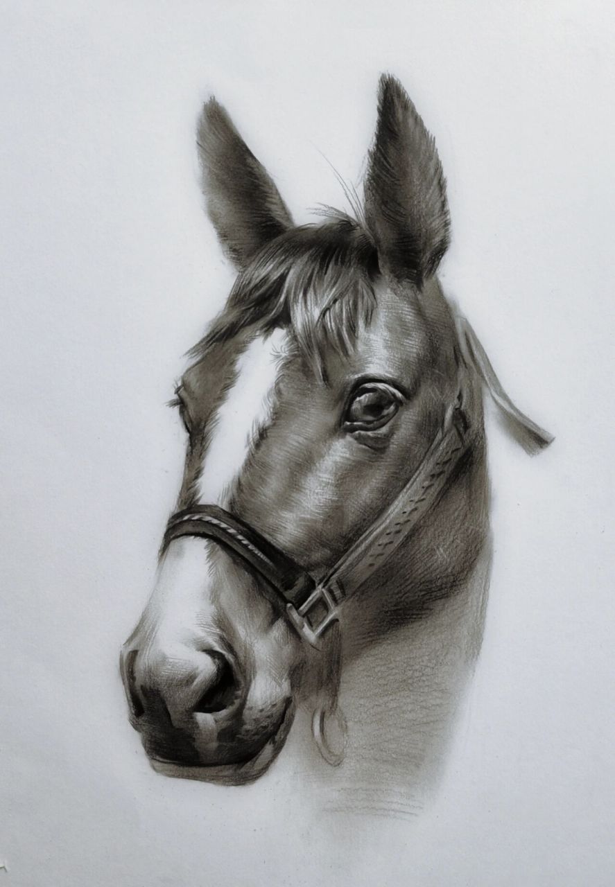 马到成功—素描绘画步骤