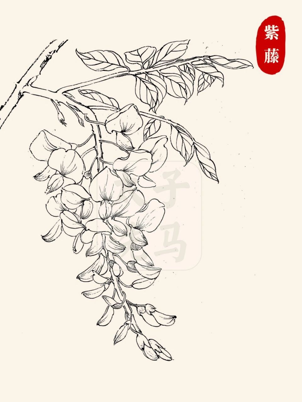 📖今天分享的是紫藤,桃花,铃兰,牡丹,百合花,水仙,兰花,睡莲,桂花的