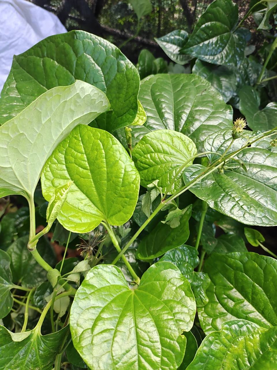 家门口遍地的假蒌叶你爱吃吗 小时候觉得这个又臭又难吃,不明白父母