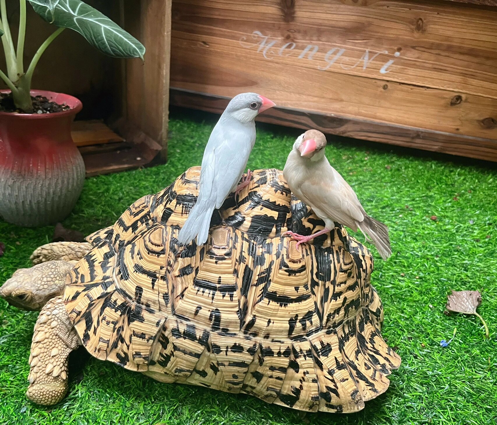 a:文鸟幼鸟的饲养: 我在饲养过的宠物中,第一次养年纪那么小的鸟(破壳