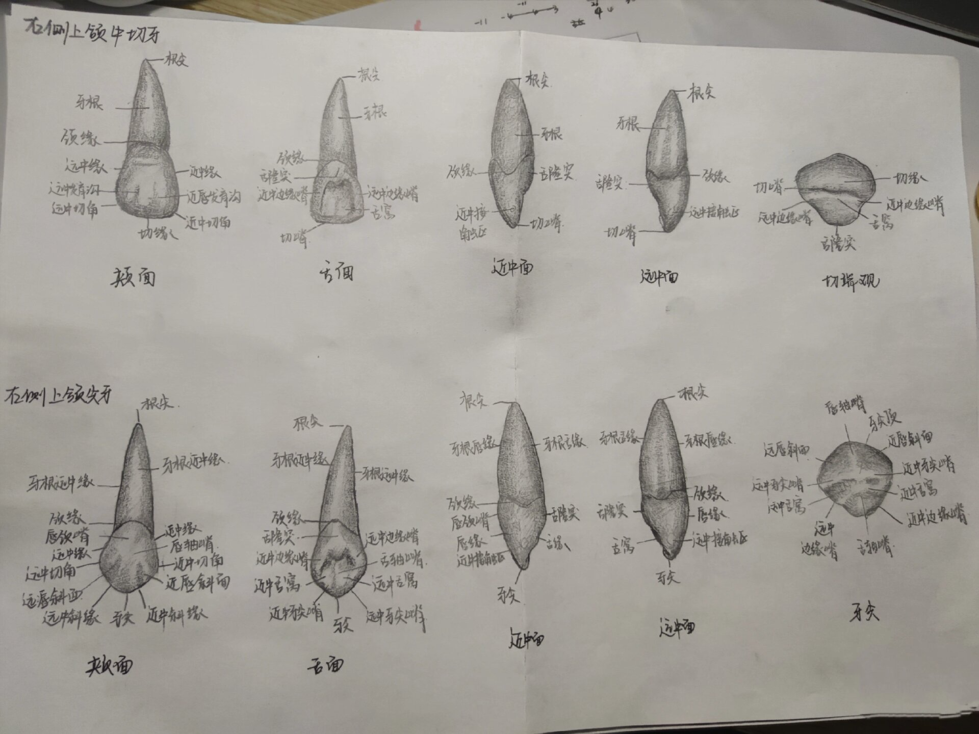 恒牙外形绘图 右上颌中切牙 右上颌尖牙 右上颌第一前磨牙 右上颌第一