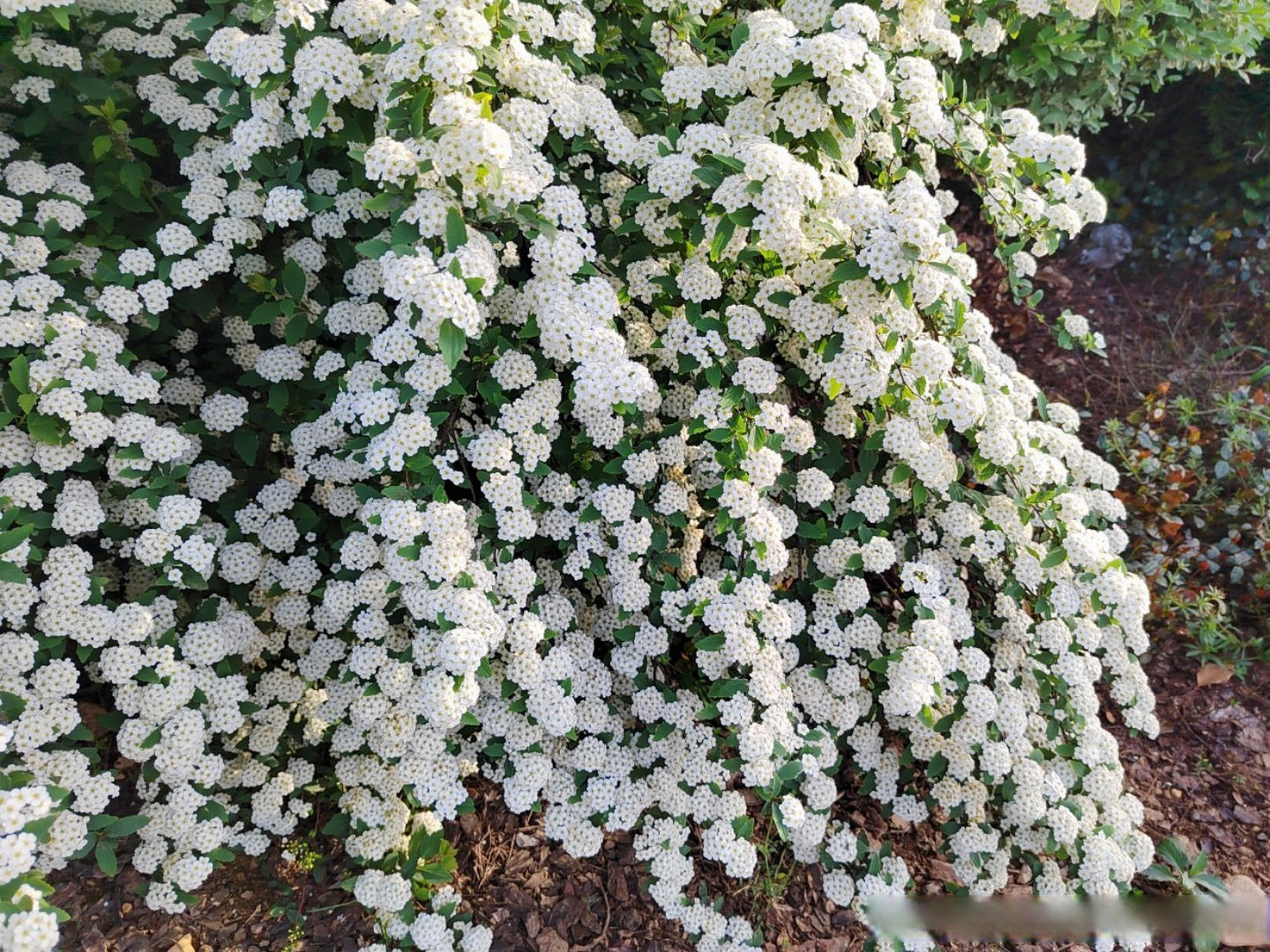 小手球,学名麻叶绣线菊,蔷薇科,绣线菊属落叶直立灌木,枝条细软,花枝
