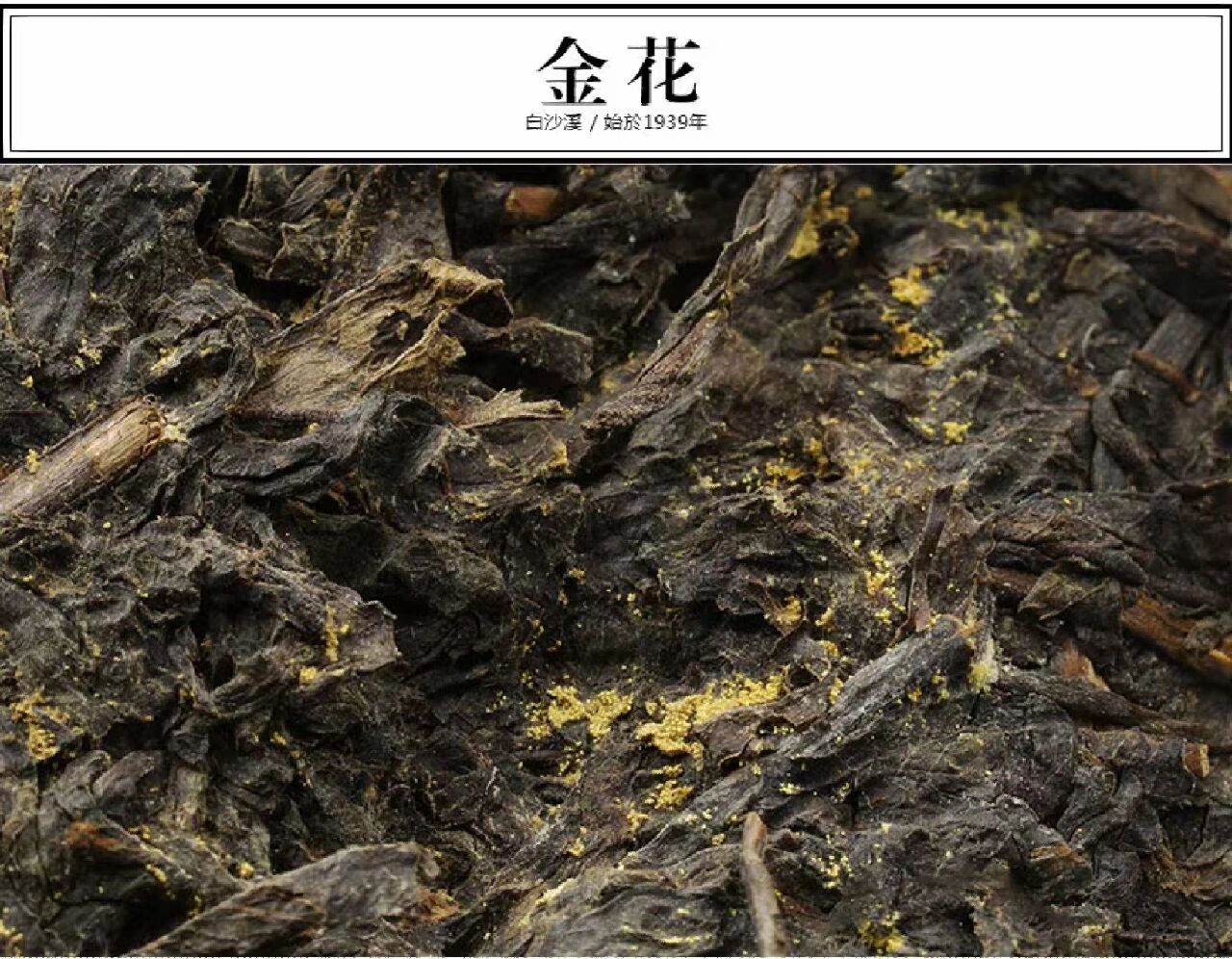 如何正确分辨安化黑茶中的金花与黄曲霉菌