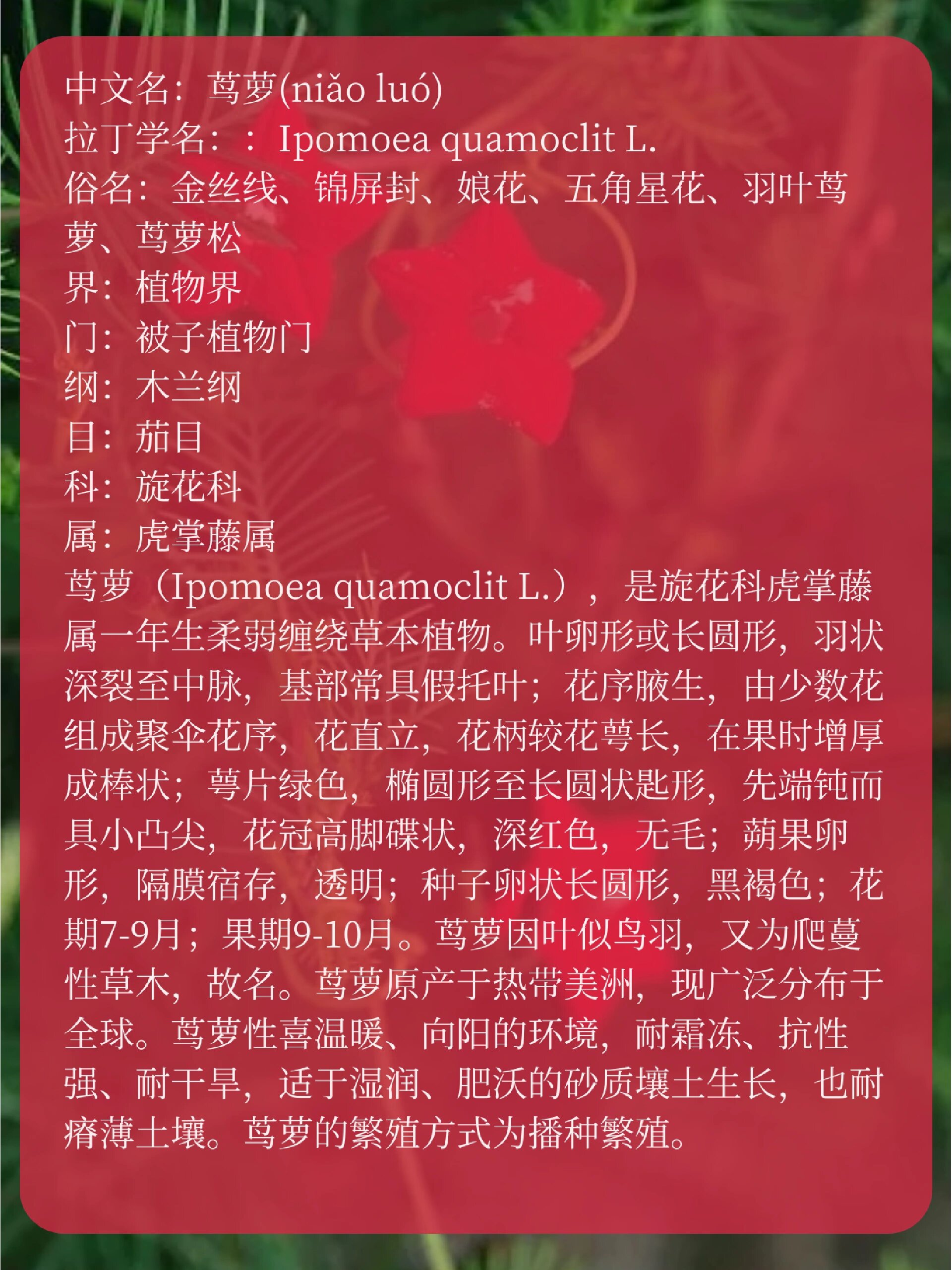 每天带你认识一种花|茑萝
