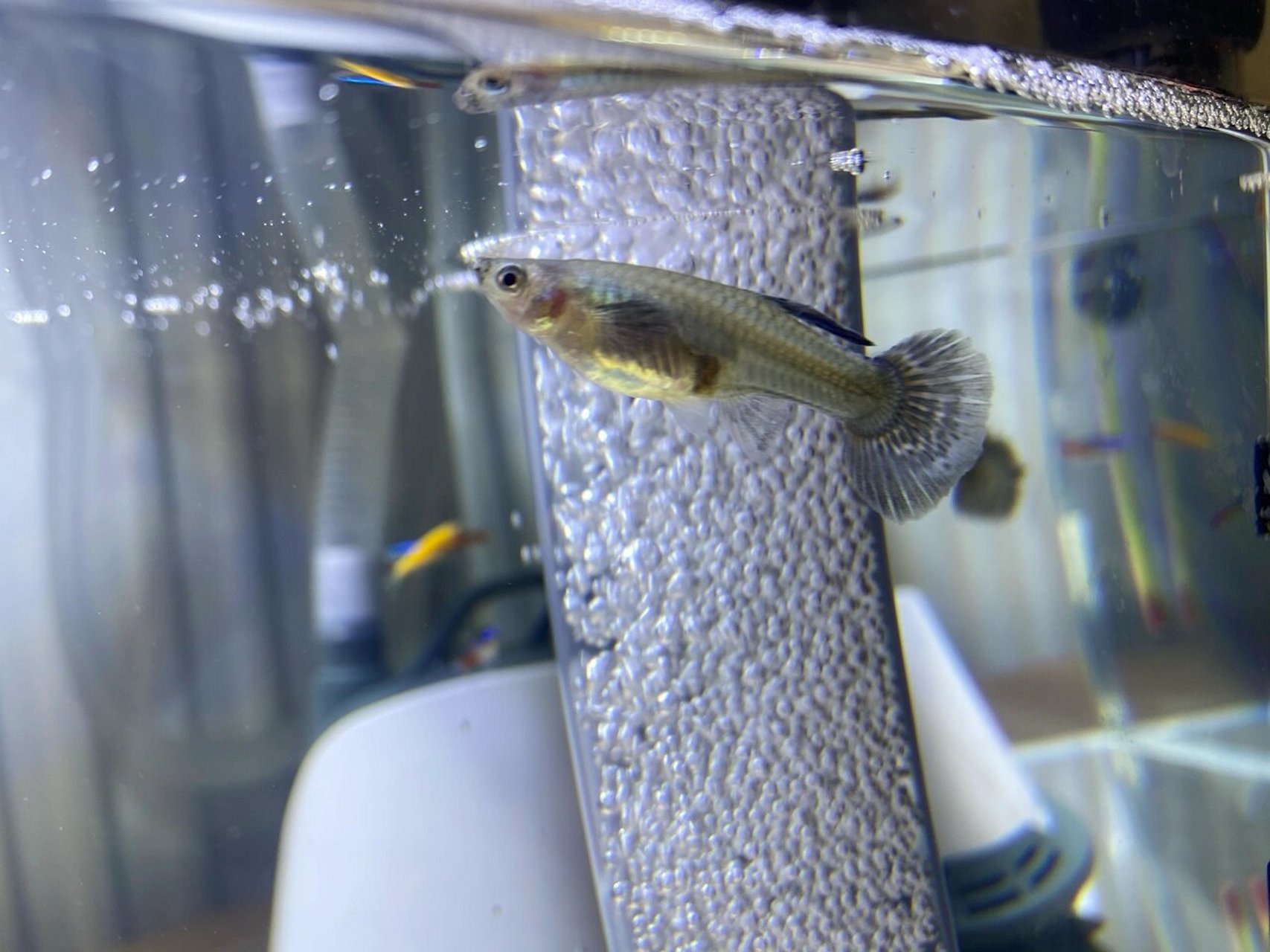 热带鱼怀孕了么? 如图,想知道这两天小鱼是怀孕了么?