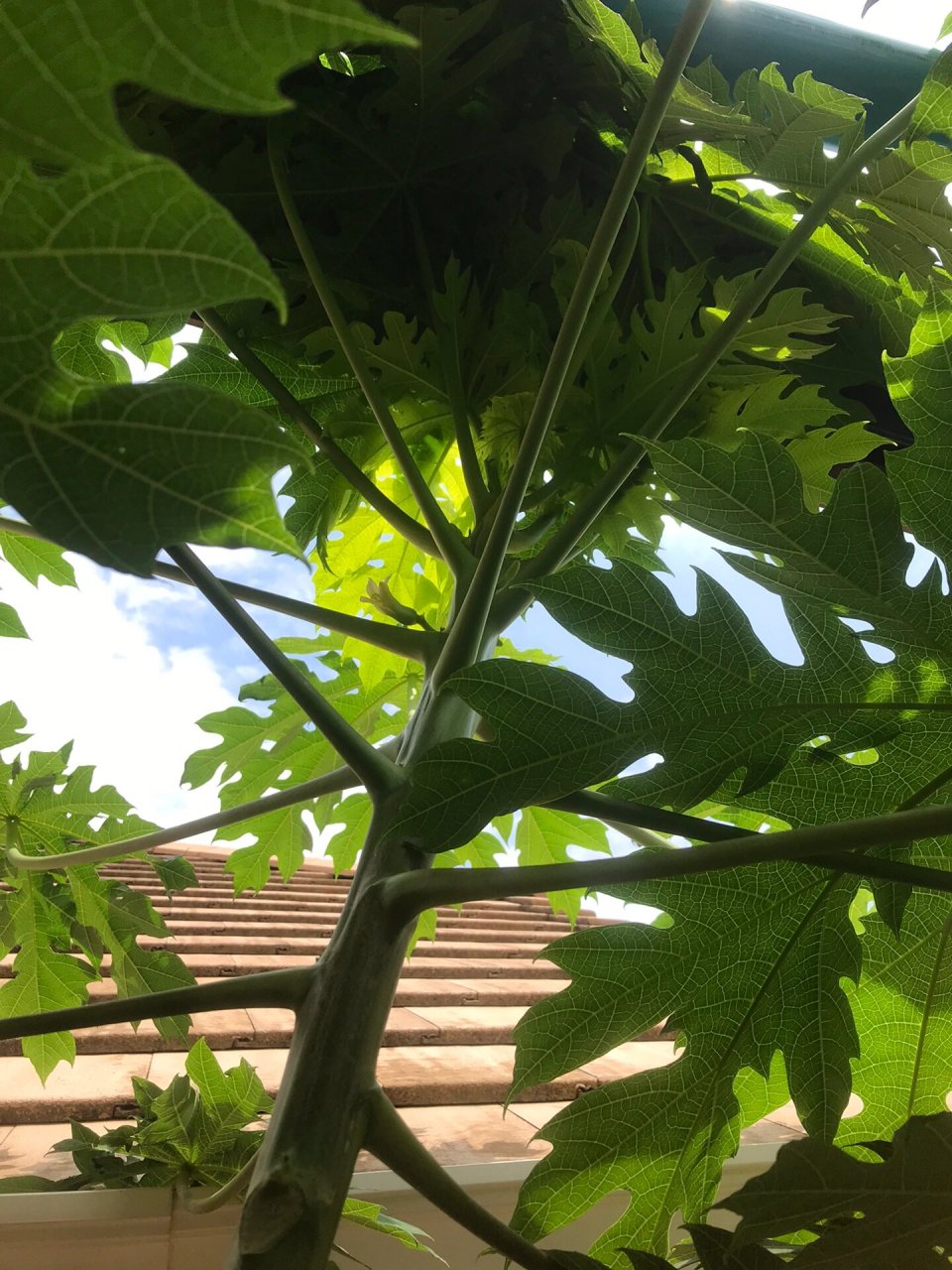 只开花不结果的木瓜树们,这是为什么呢?