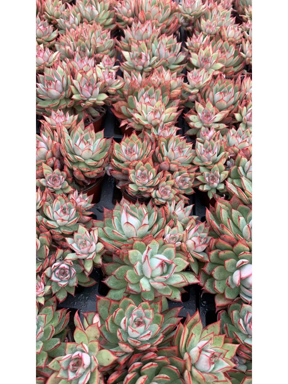 宝莲灯 多肉植物