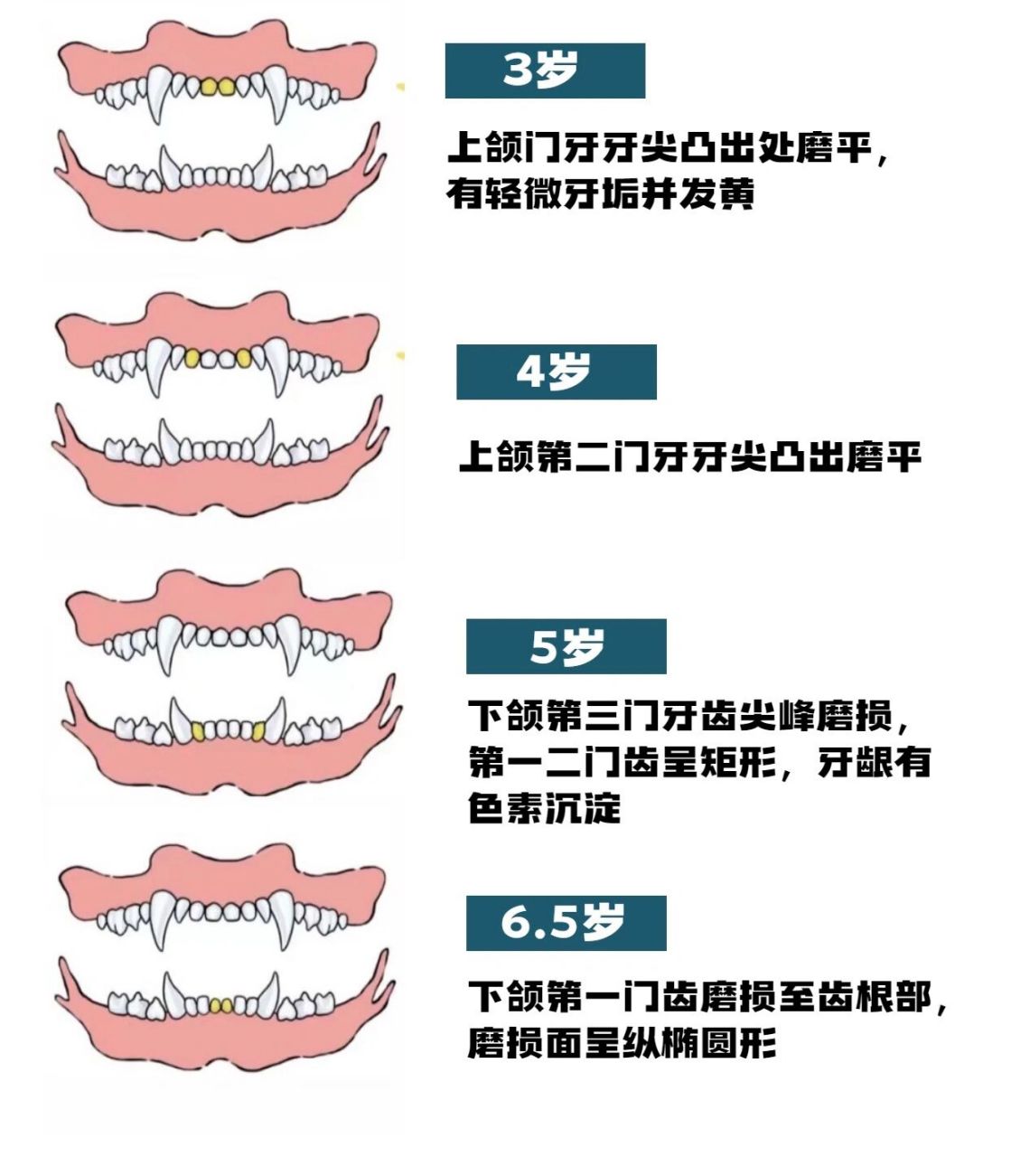 猫咪年龄对照表牙齿图片