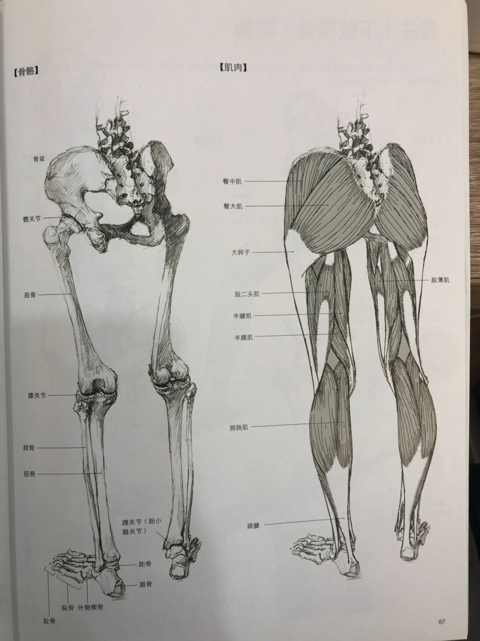 速写结构之腿部骨骼04肌肉 必须了解内部结构