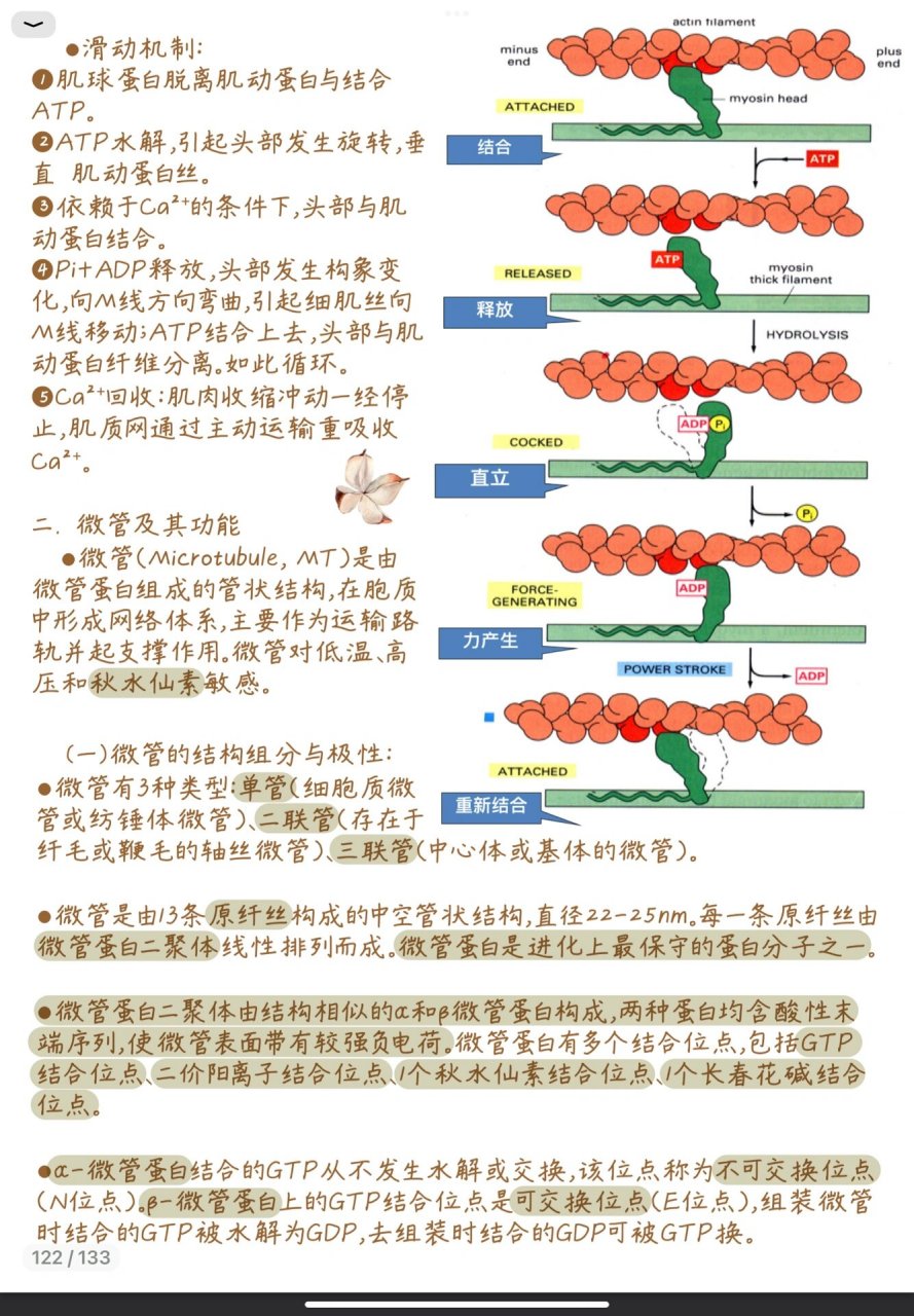 细胞骨架怎么画图片