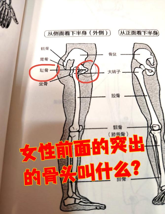 图片女性髋关节位置图片女生耻骨突出很明显大转子突出胯骨突出图片
