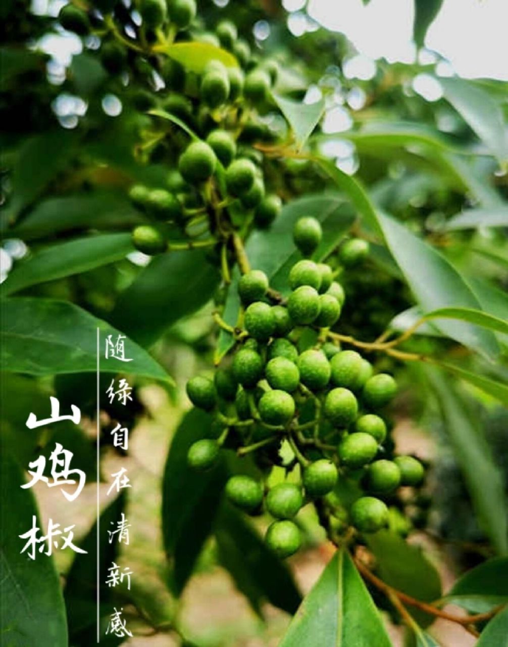 "9899国民之宝"——山鸡椒 中文别名:山苍子,山胡椒,马告 拉丁学