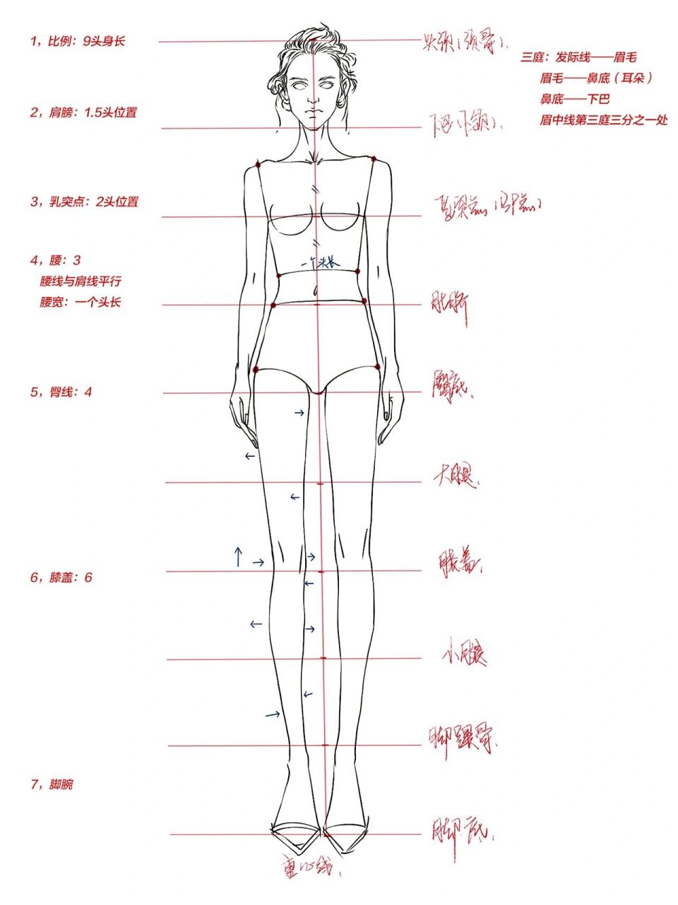 📍圣玛丁时装画老师详解手绘九头身人体比例画法📍 ⭕️1,画