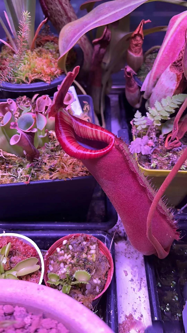 猪笼入水 袋袋平安奇花异草 食虫植物 猪笼草 广东花友养的各种猪笼草