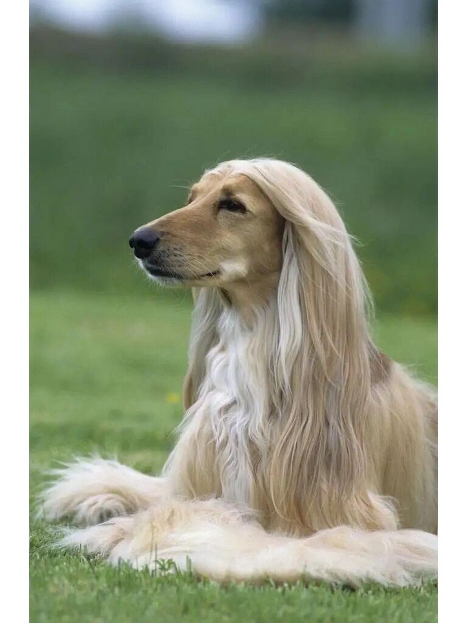 阿富汗猎犬(fci犬种标准)第一部分 原产地:阿富汗 用途:视觉猎犬 fci