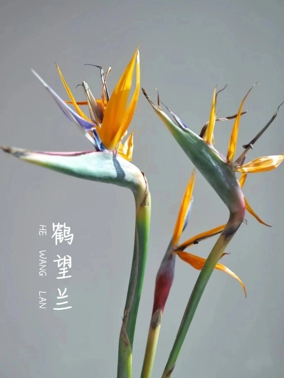 76花材:鹤望兰 76别称:天堂鸟,极乐鸟花 76花语:自由,吉祥,幸福