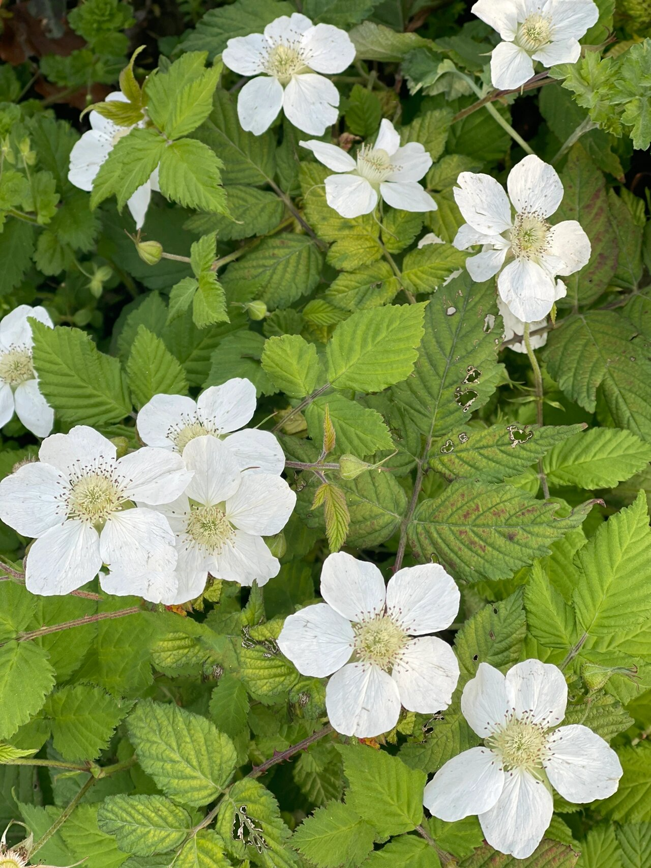 野树莓花